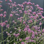 Železník argentínsky (Verbena bonariensis) ´LOLLIPOP´ - kont. C2L